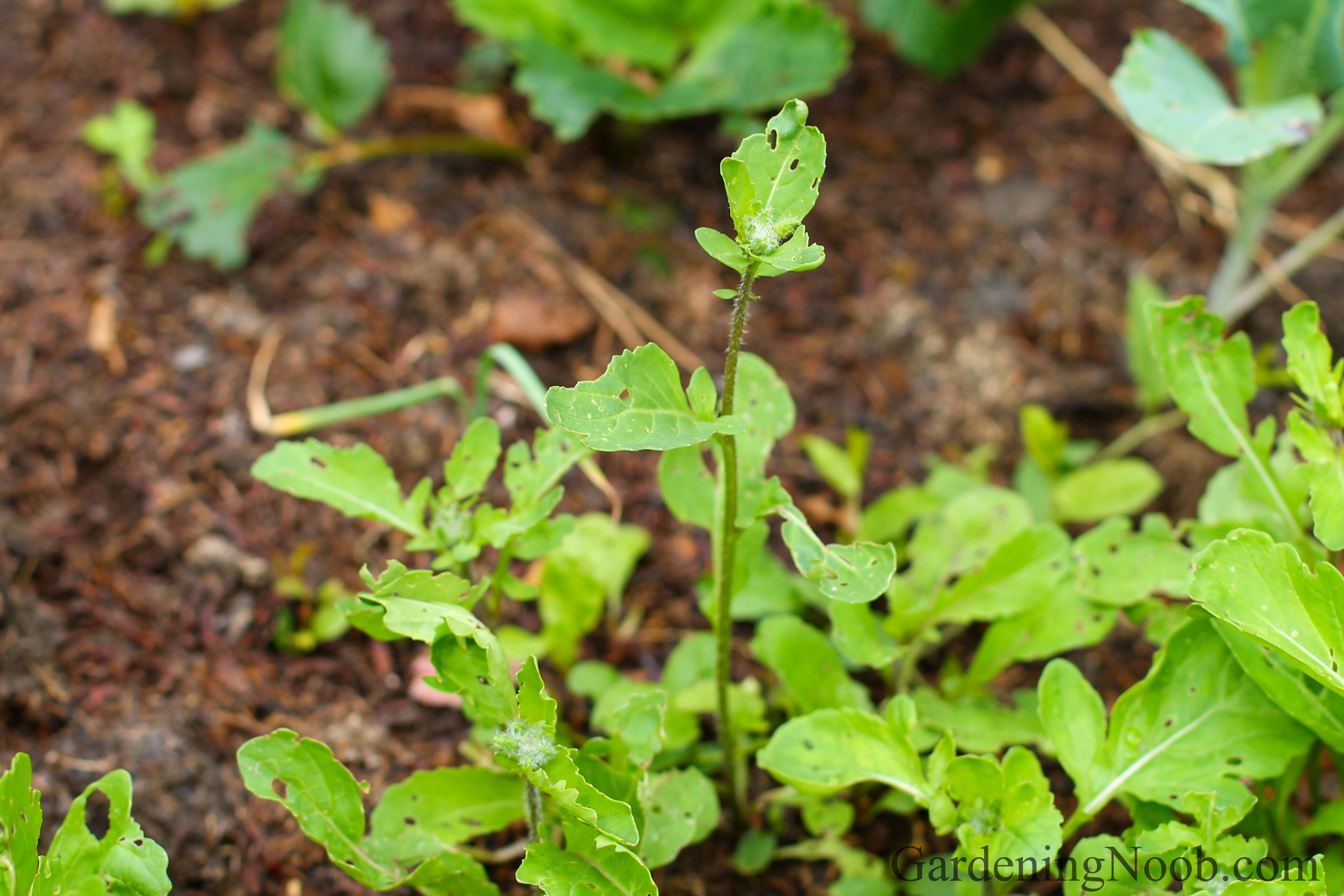 Arugula starts growing flowering stems when the weather gets warmer towards the end of spring...
