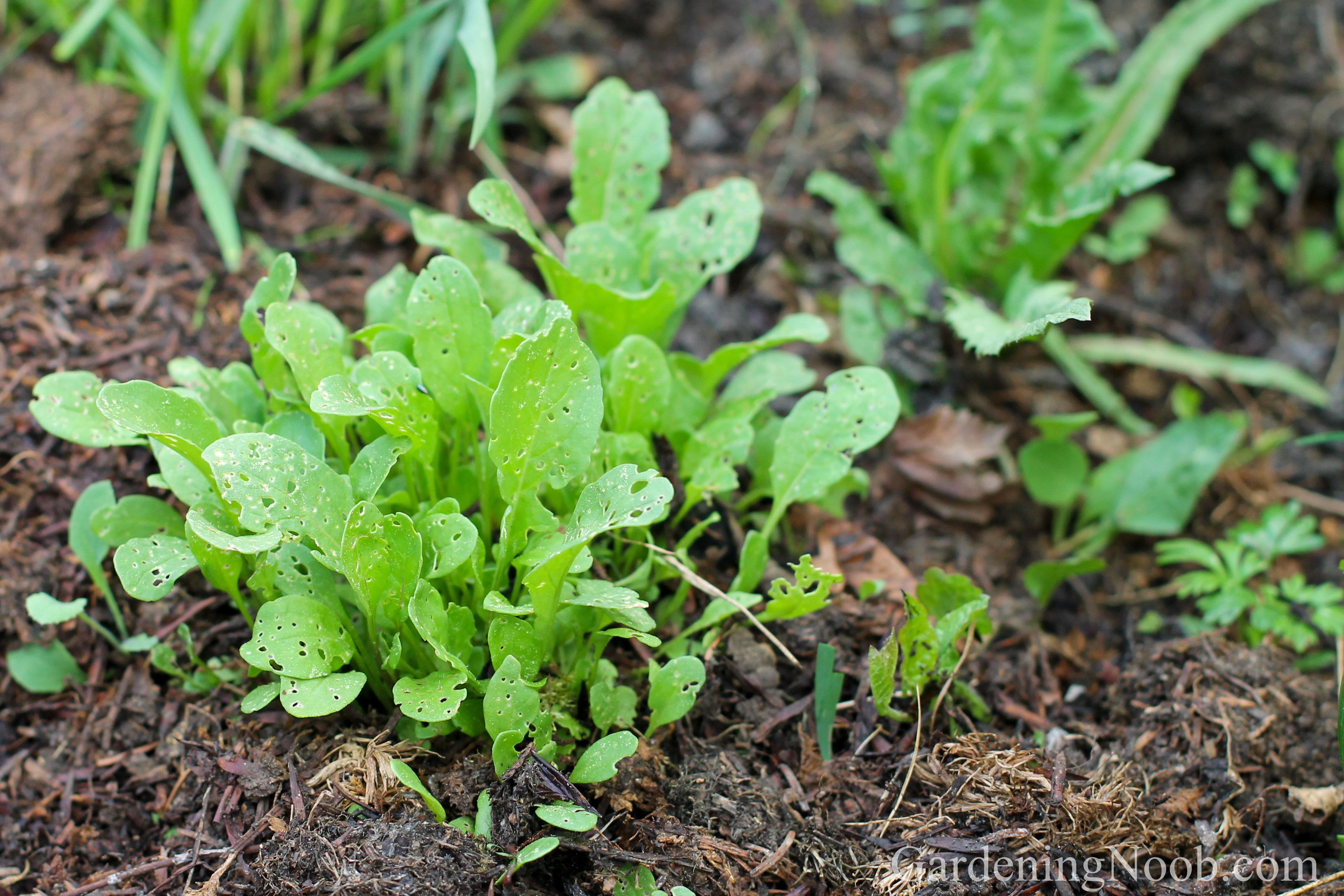 Arugula growing in soil rich in organic matter...