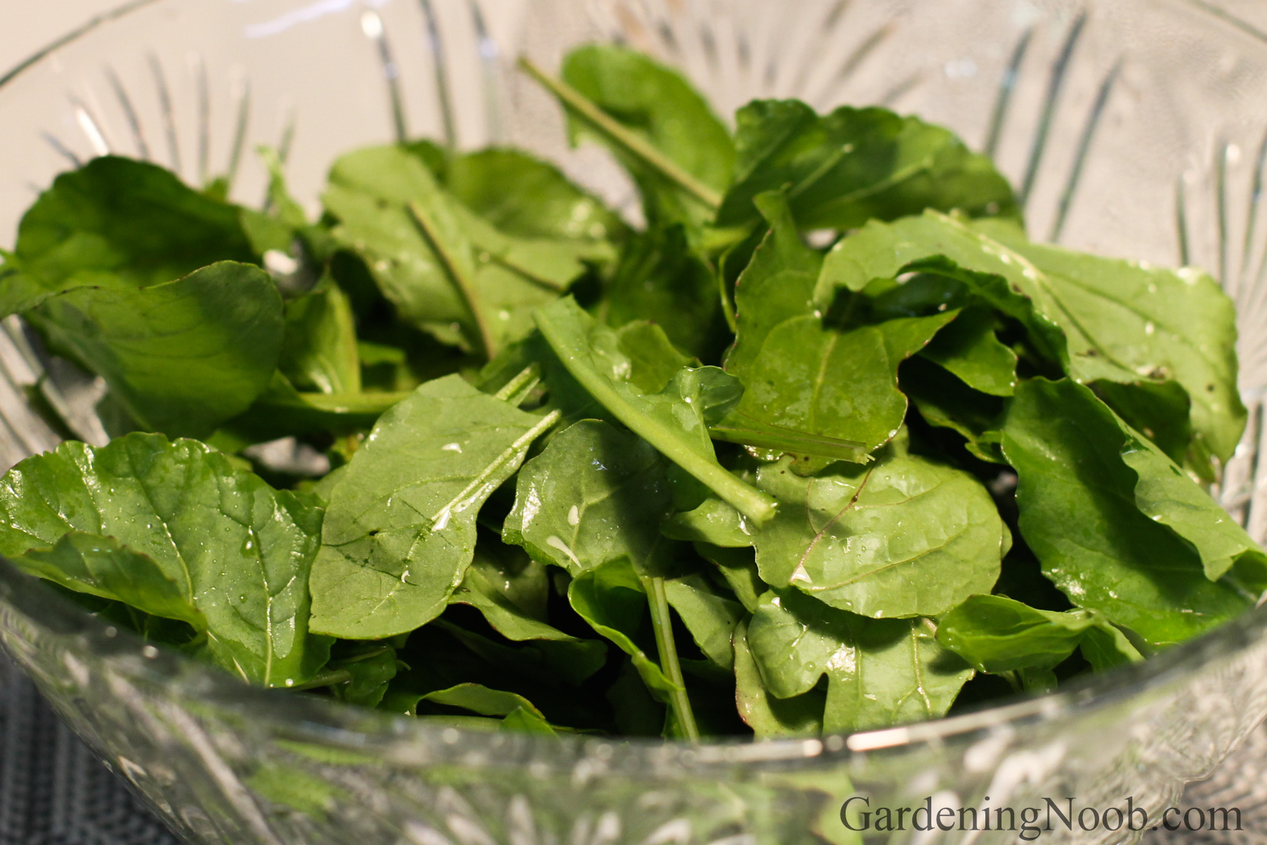 Arugula in a salad bowl...