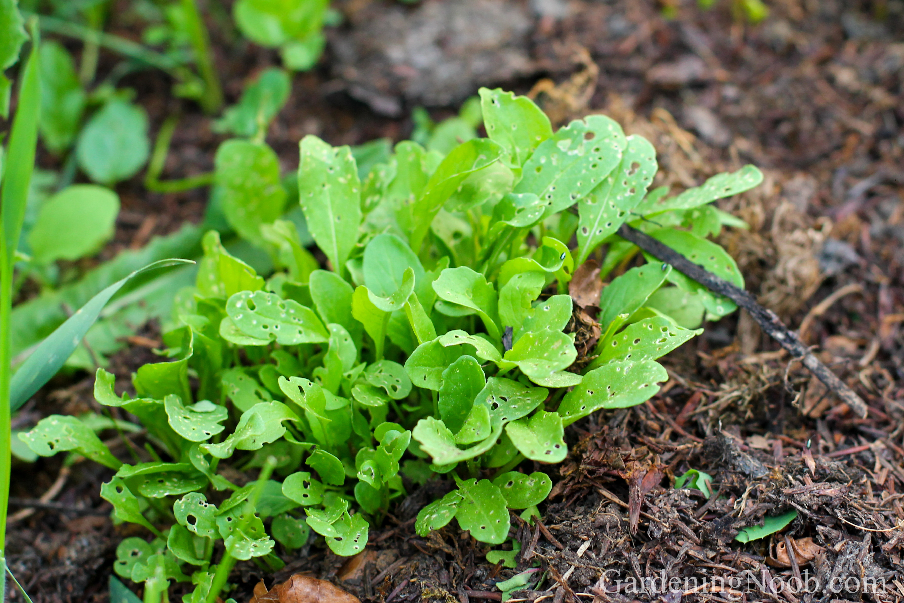 Arugula in need of a thinning...