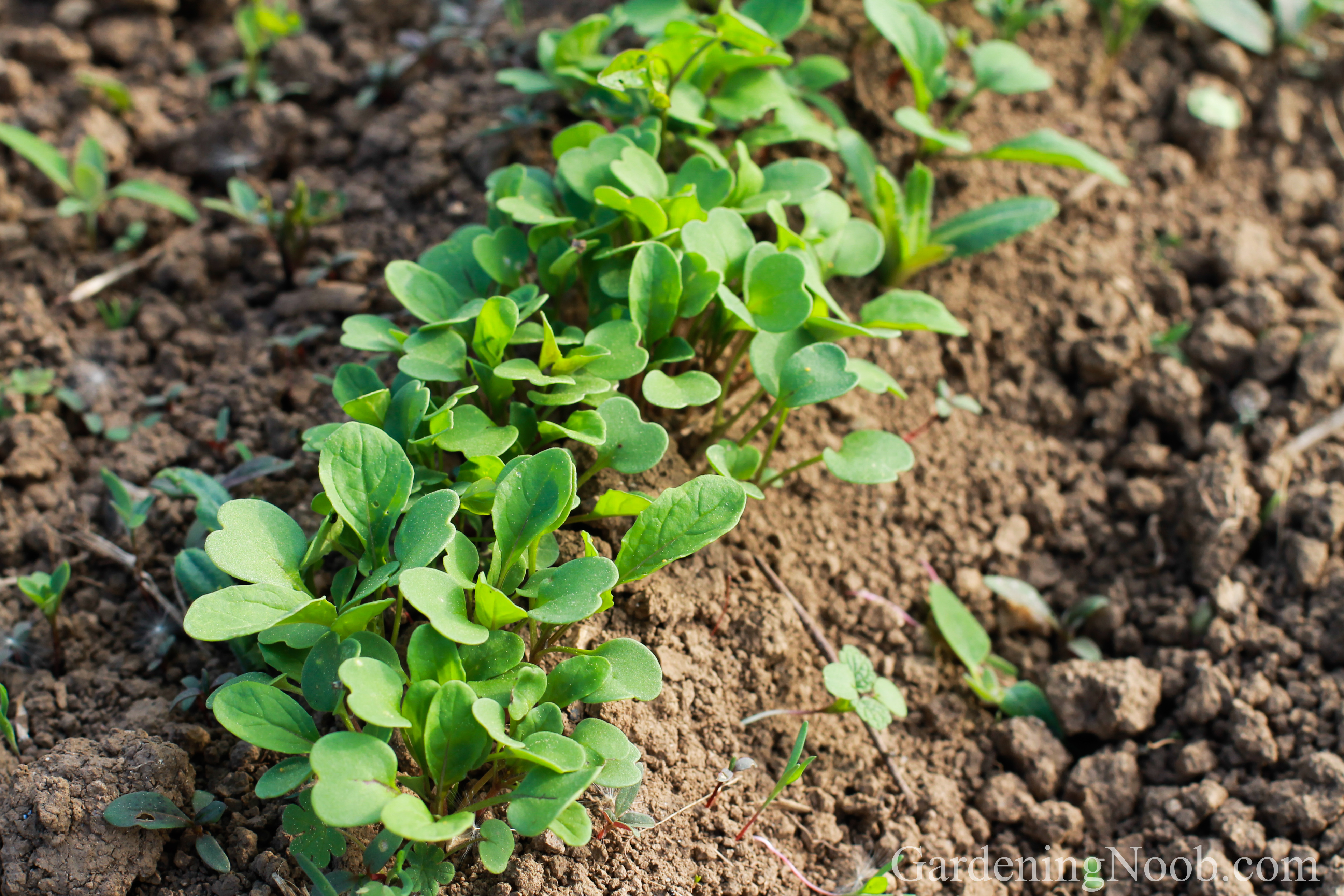 Arugula seedlings growing in a row...