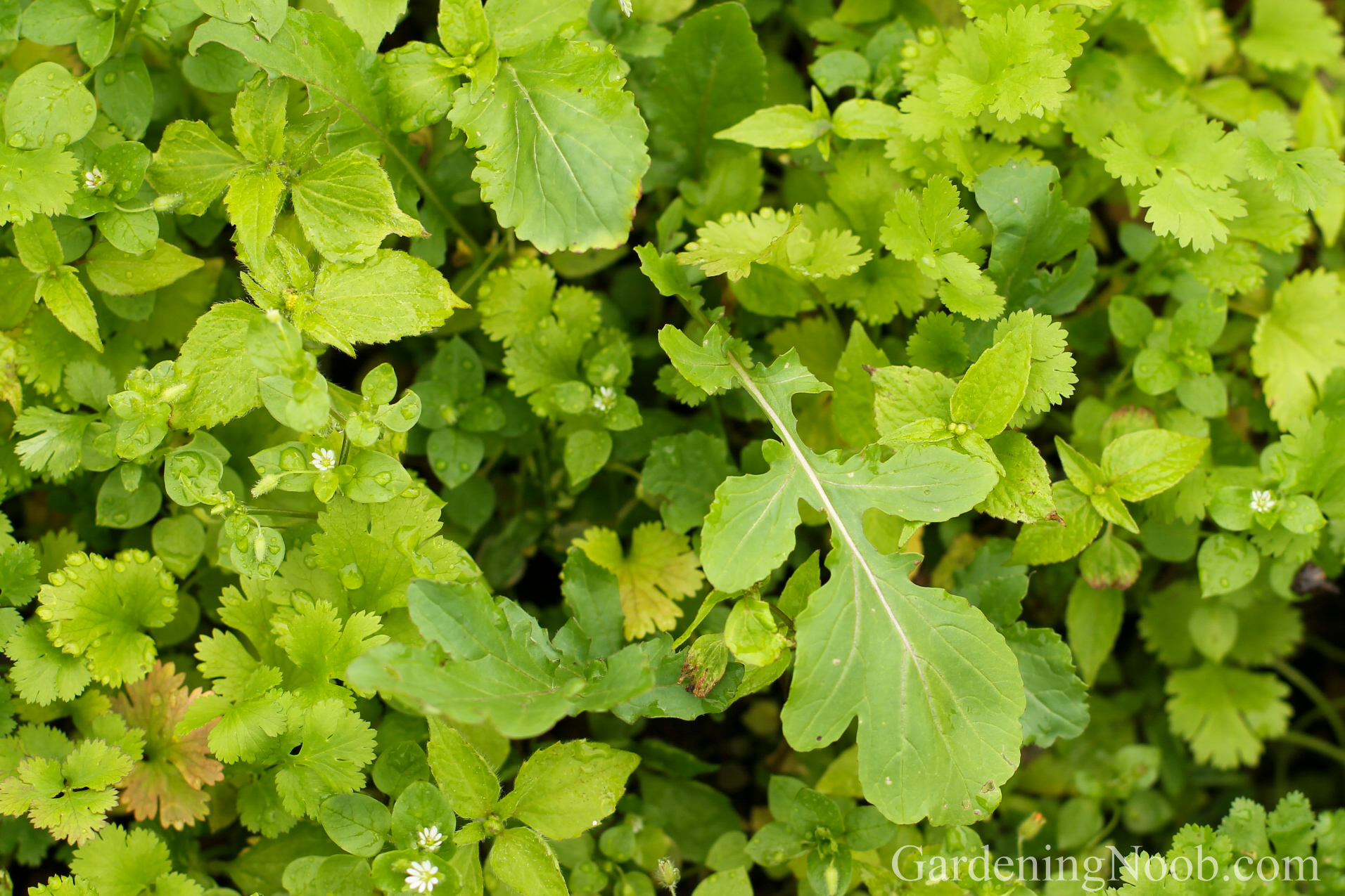 Arugula sown in late summer...