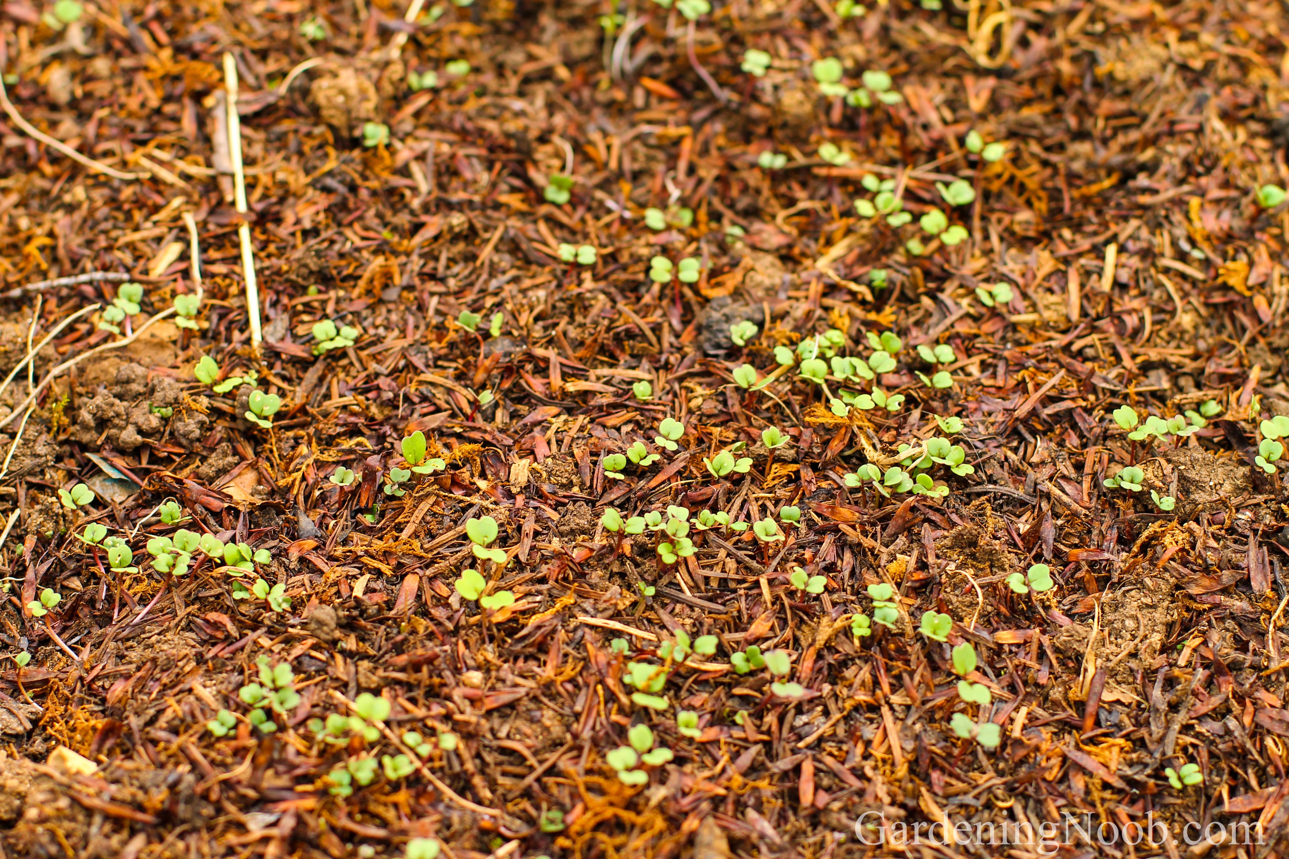 Arugula sown early in spring has just sprung up...