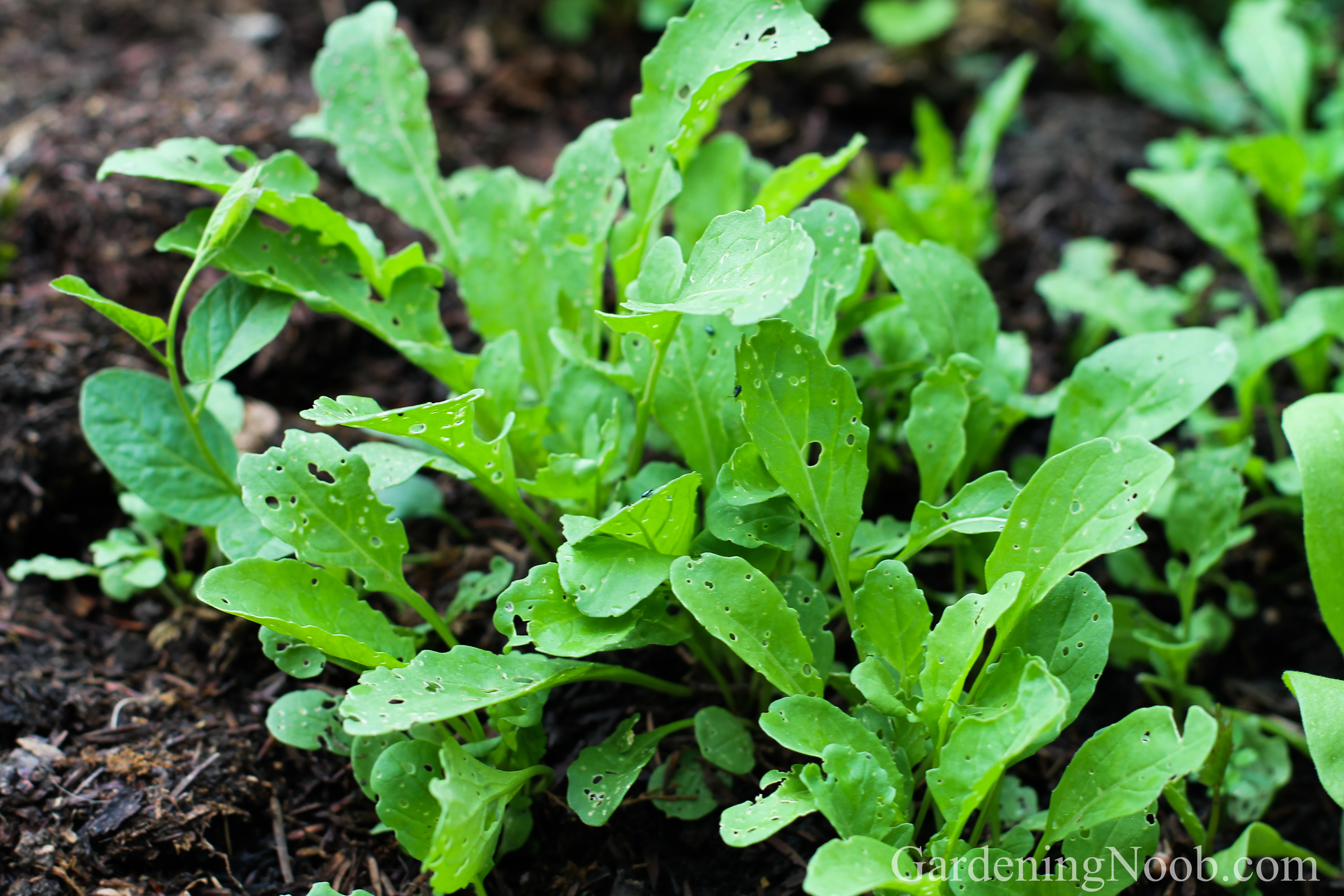 How to plant and grow arugula...