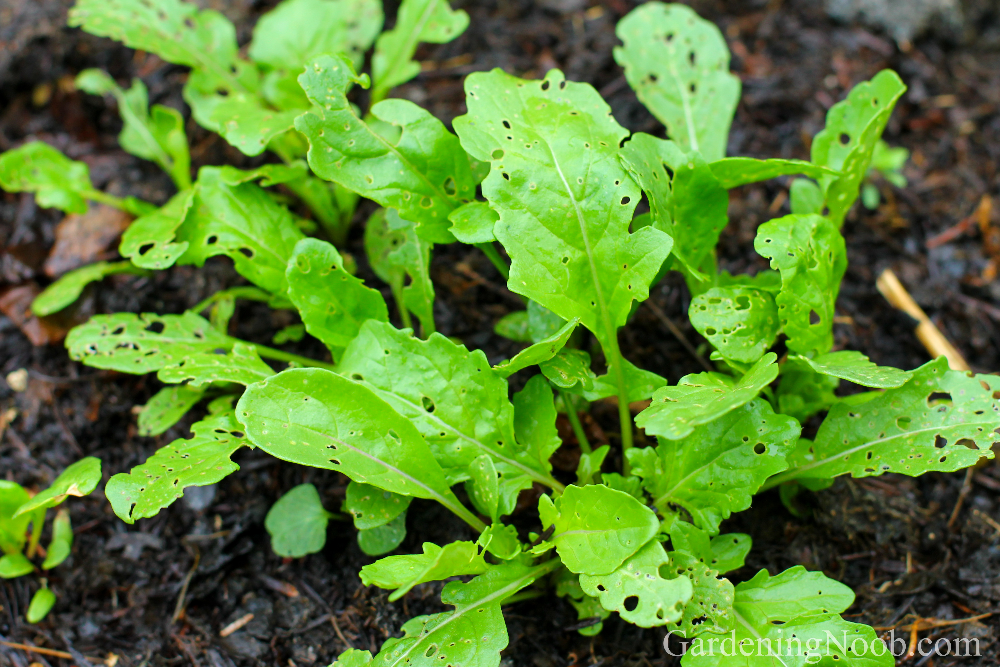 Discover when would be the best time to plant arugula...