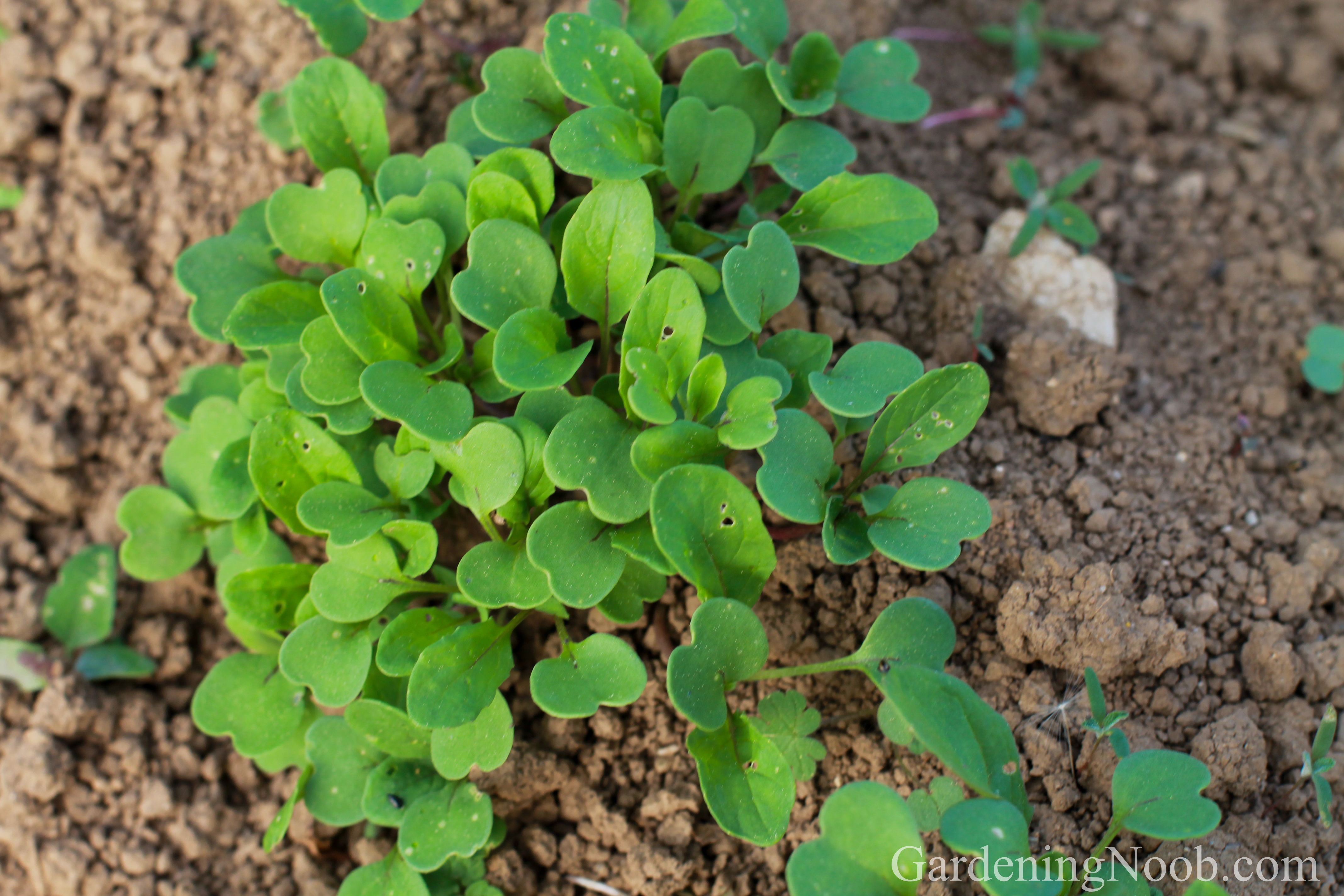 Young arugula seedlings...