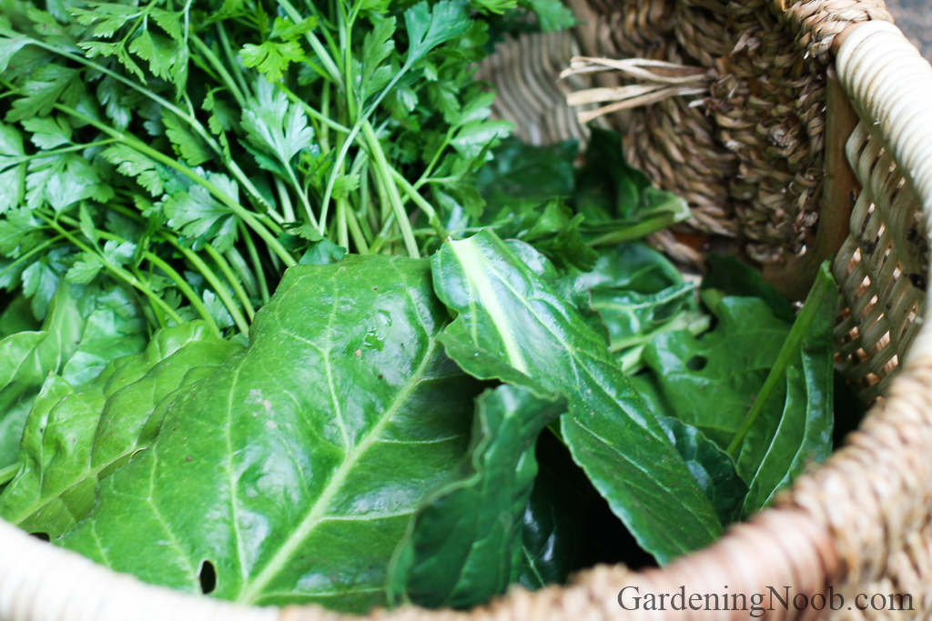 Basket full of chard