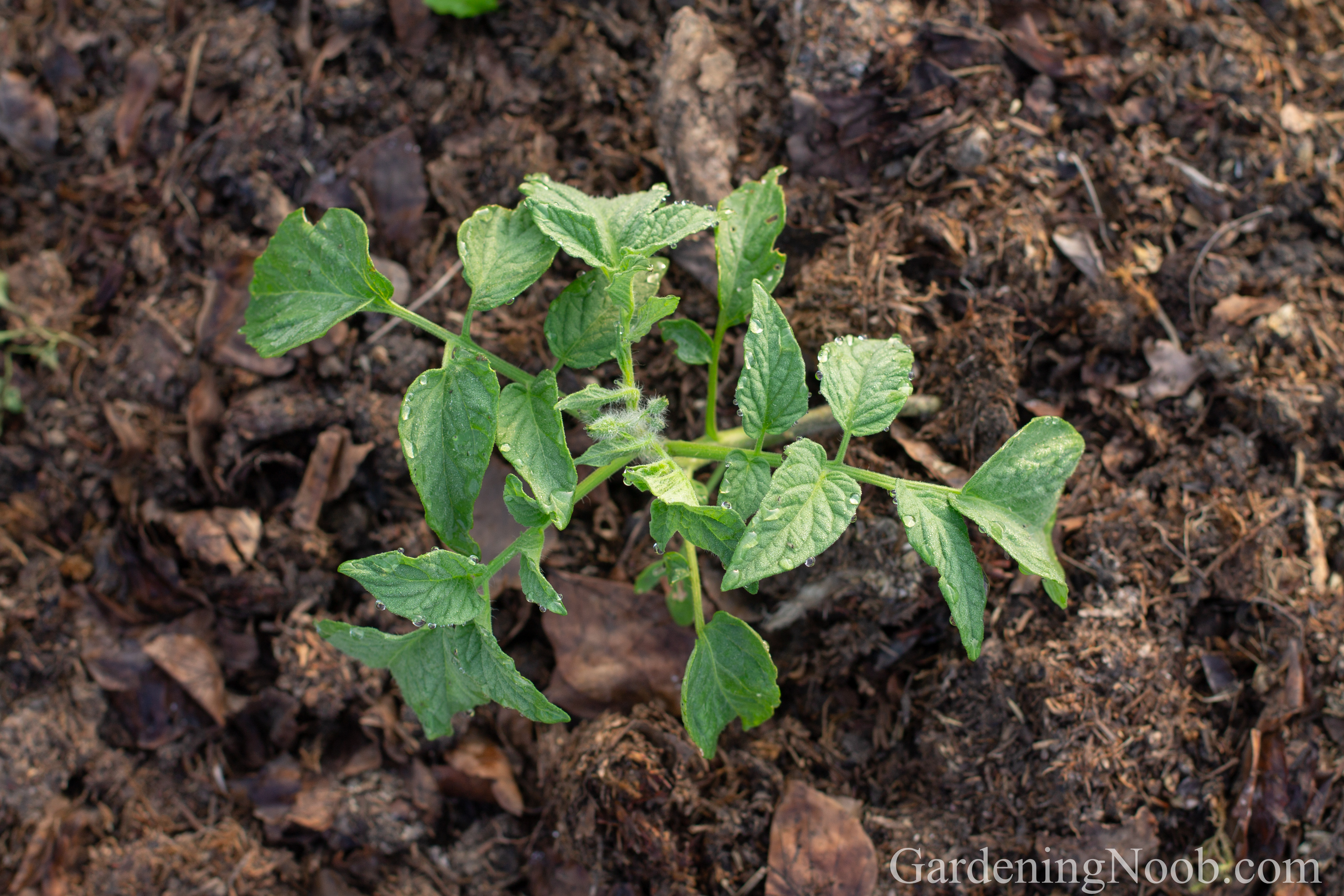 The self-raised squash seedling