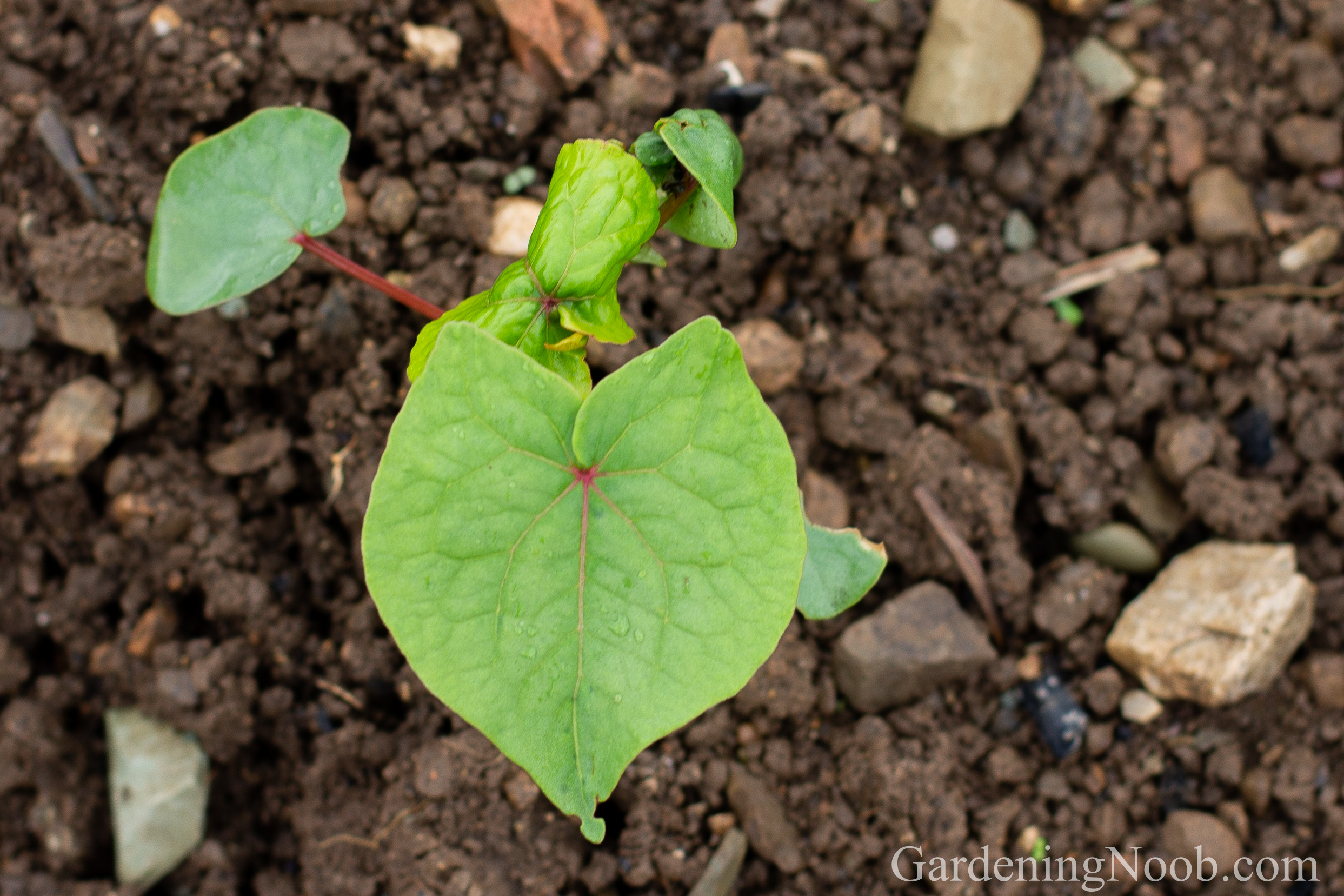 Self-sown buckwheat seedling.