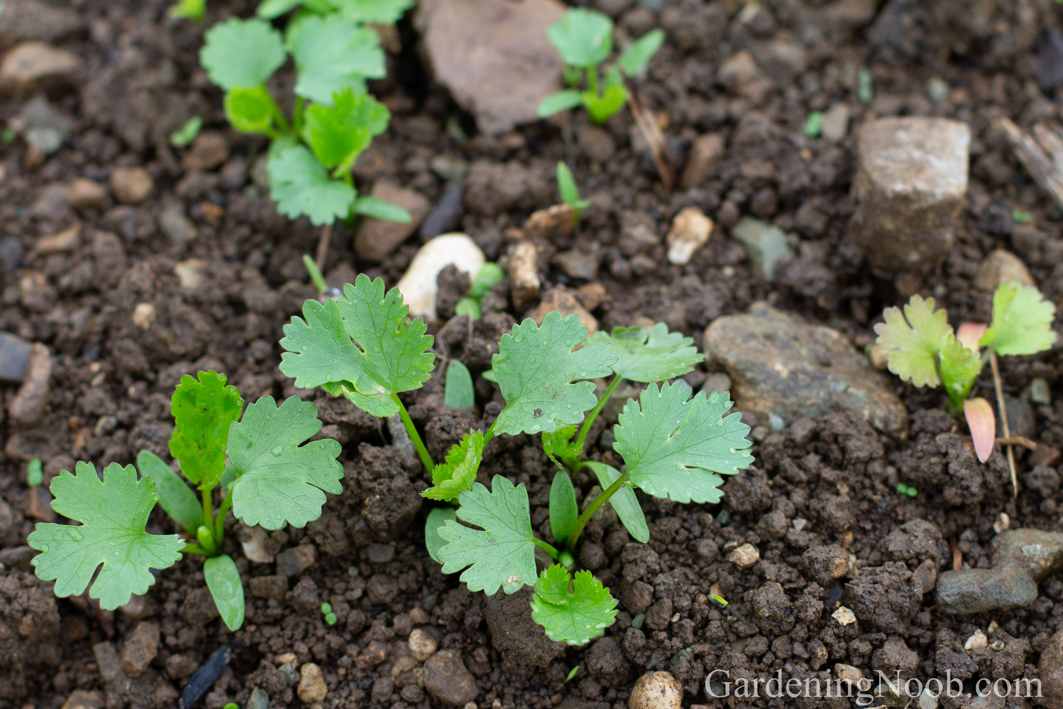 Self-sown coriander plants.