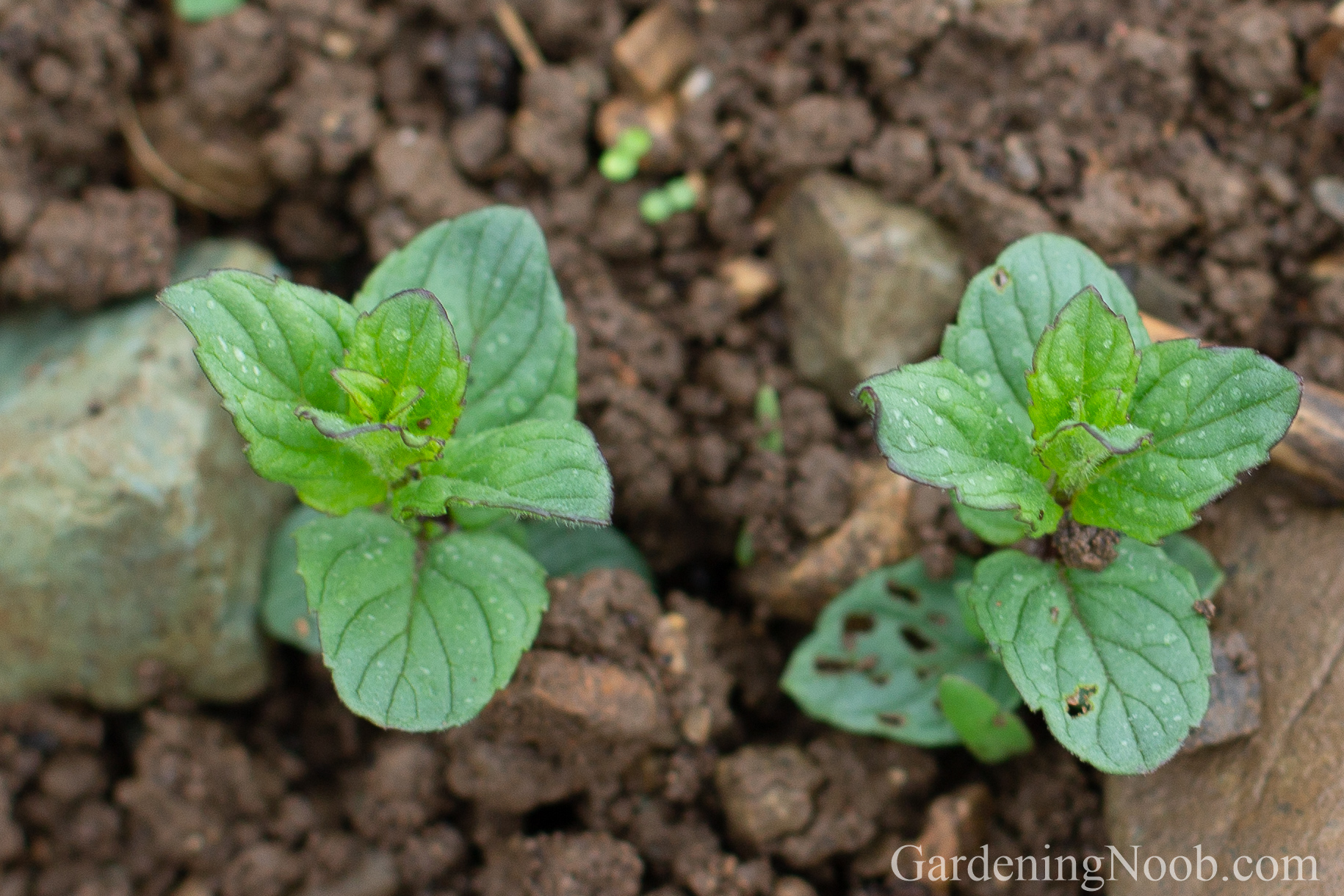 Self-sown mint seedlings.