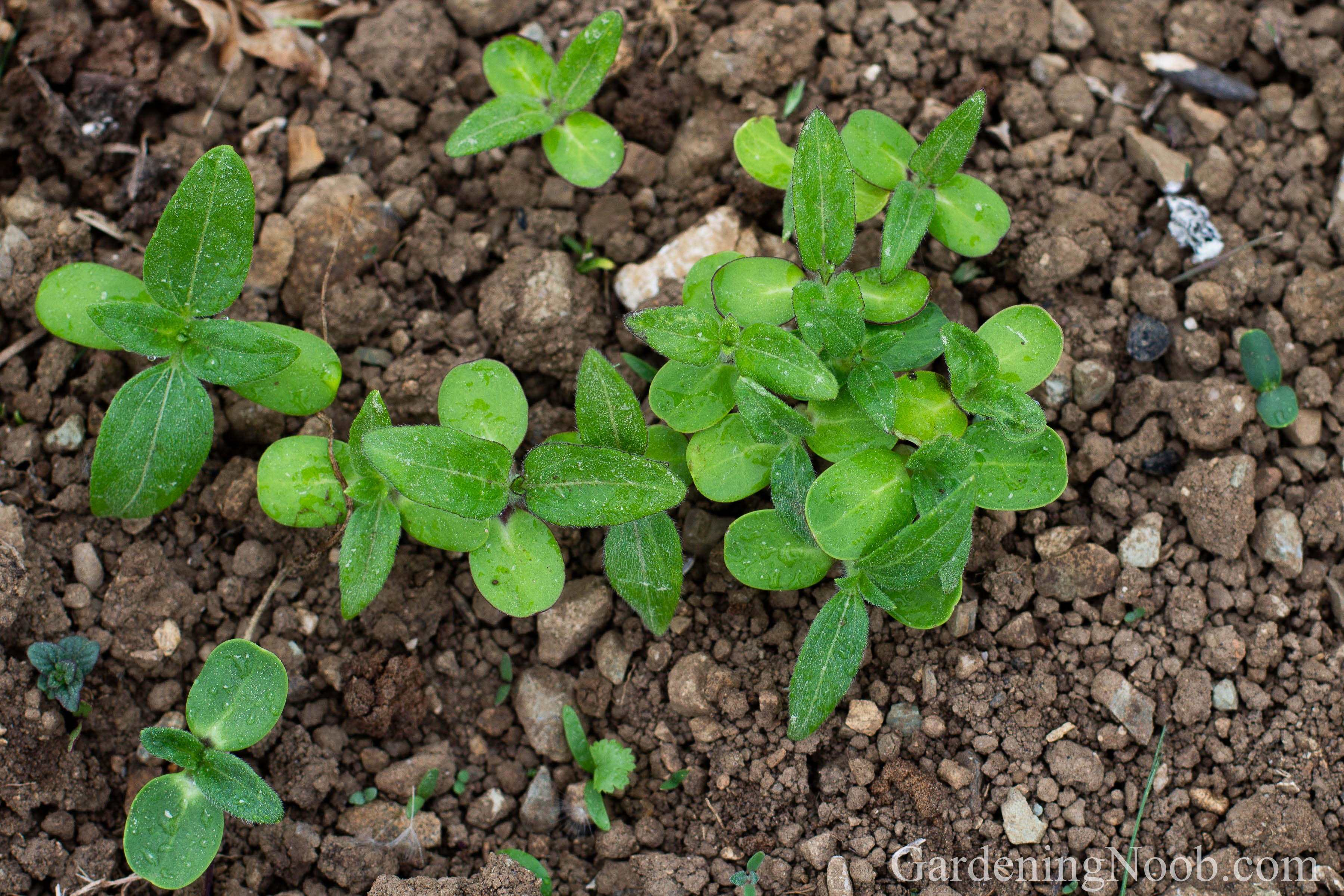 Self-sown sunflower seedlings.