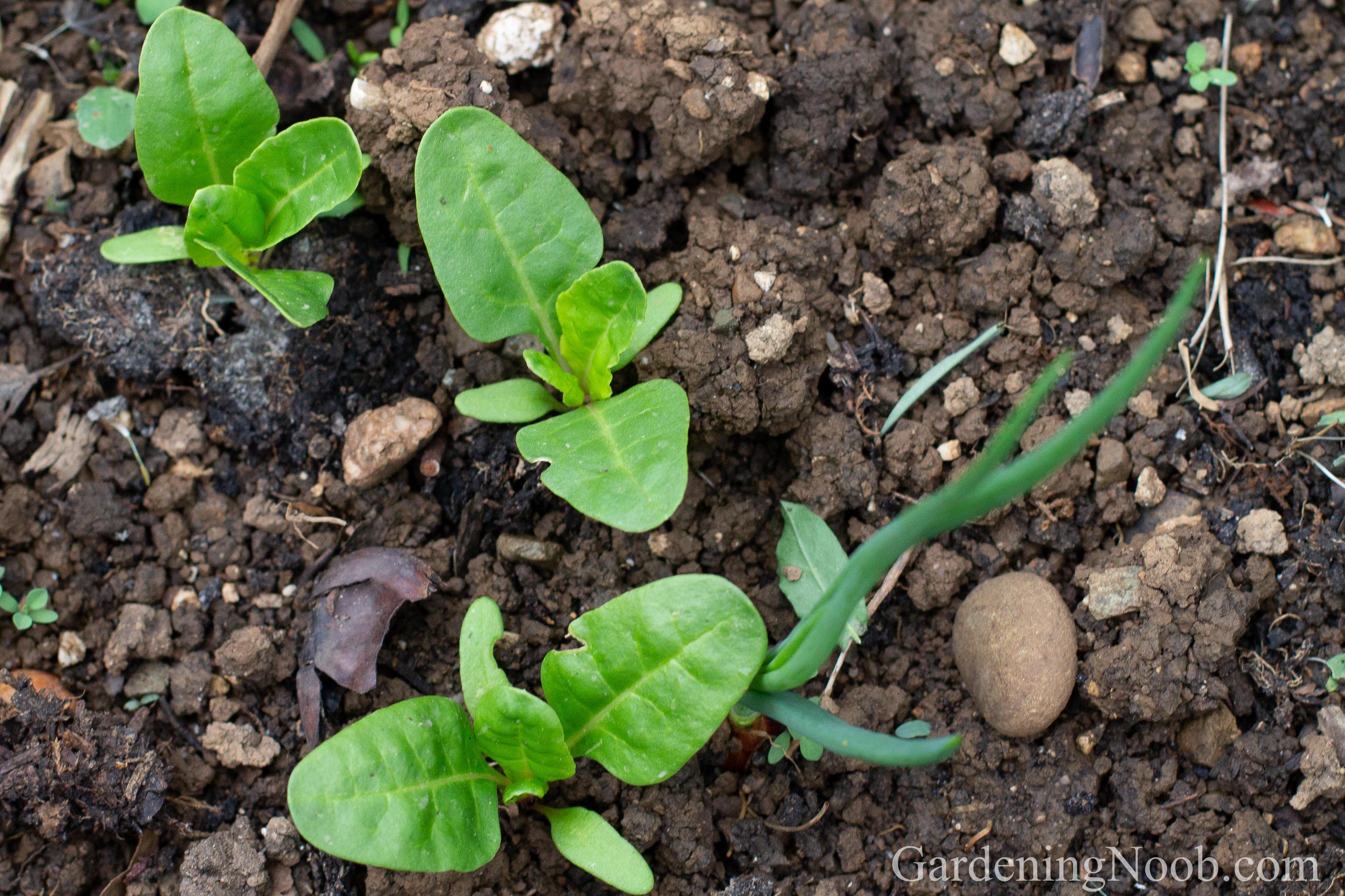 Self-sown swiss chard seedlings.