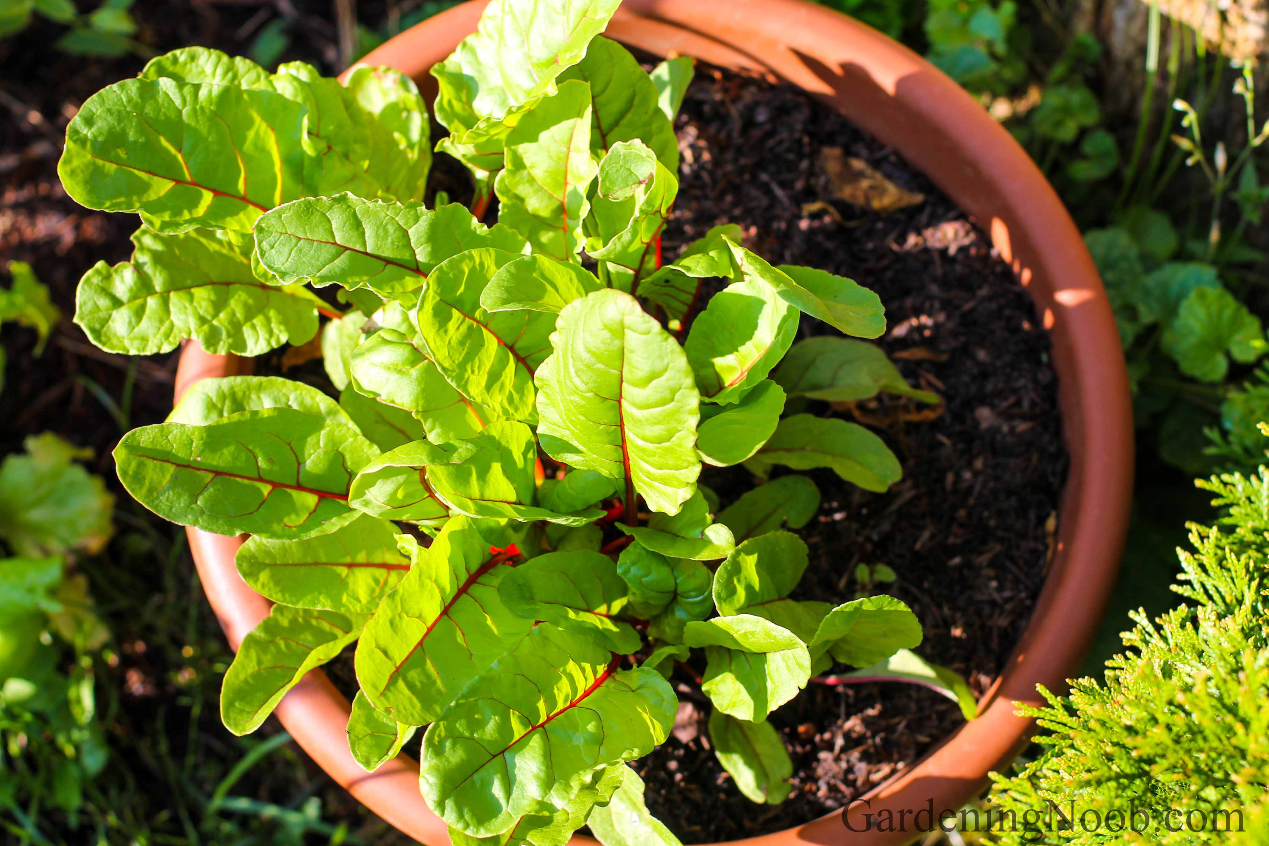 Chard loves to bathe in the sun...