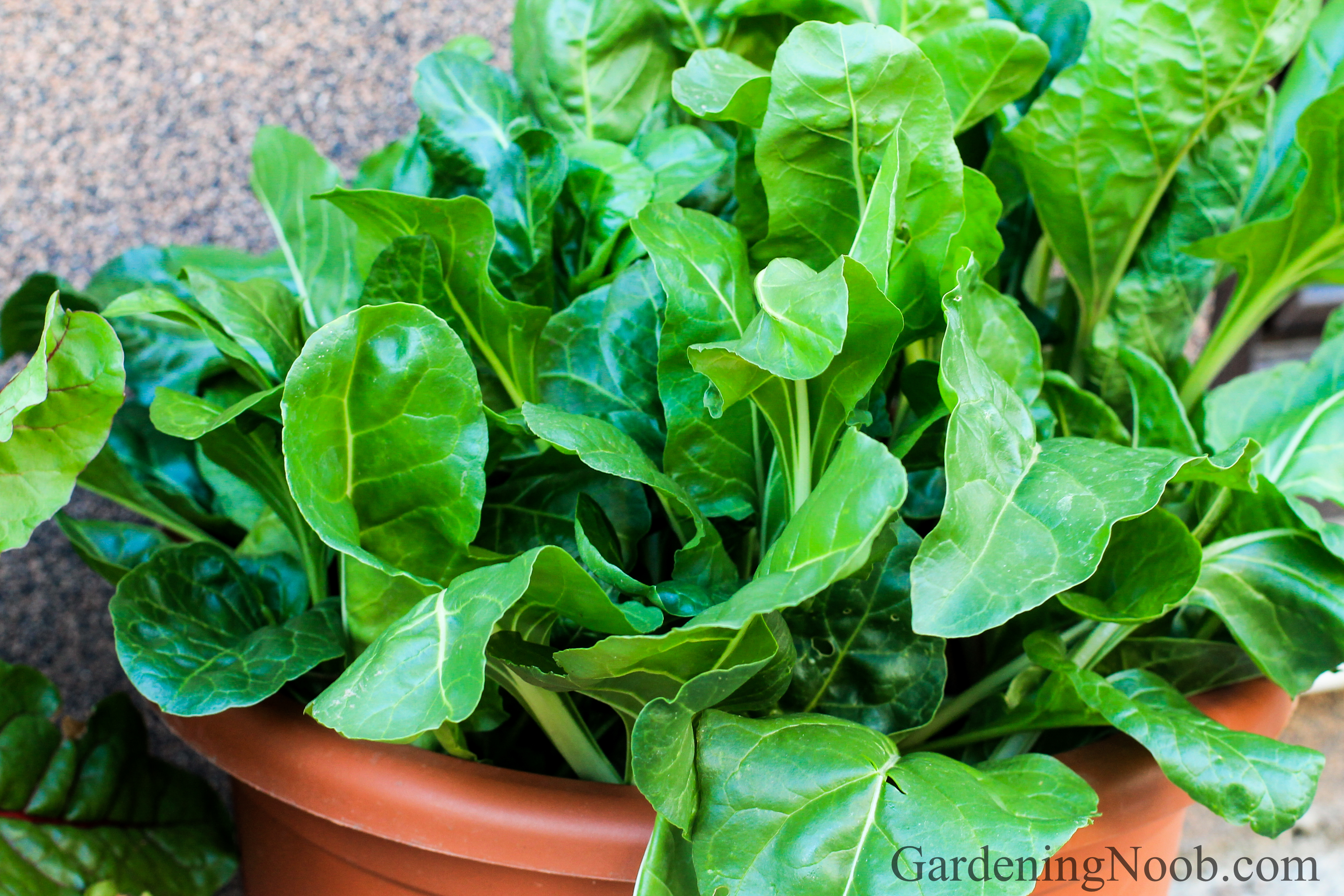 Chard growing in a pot...