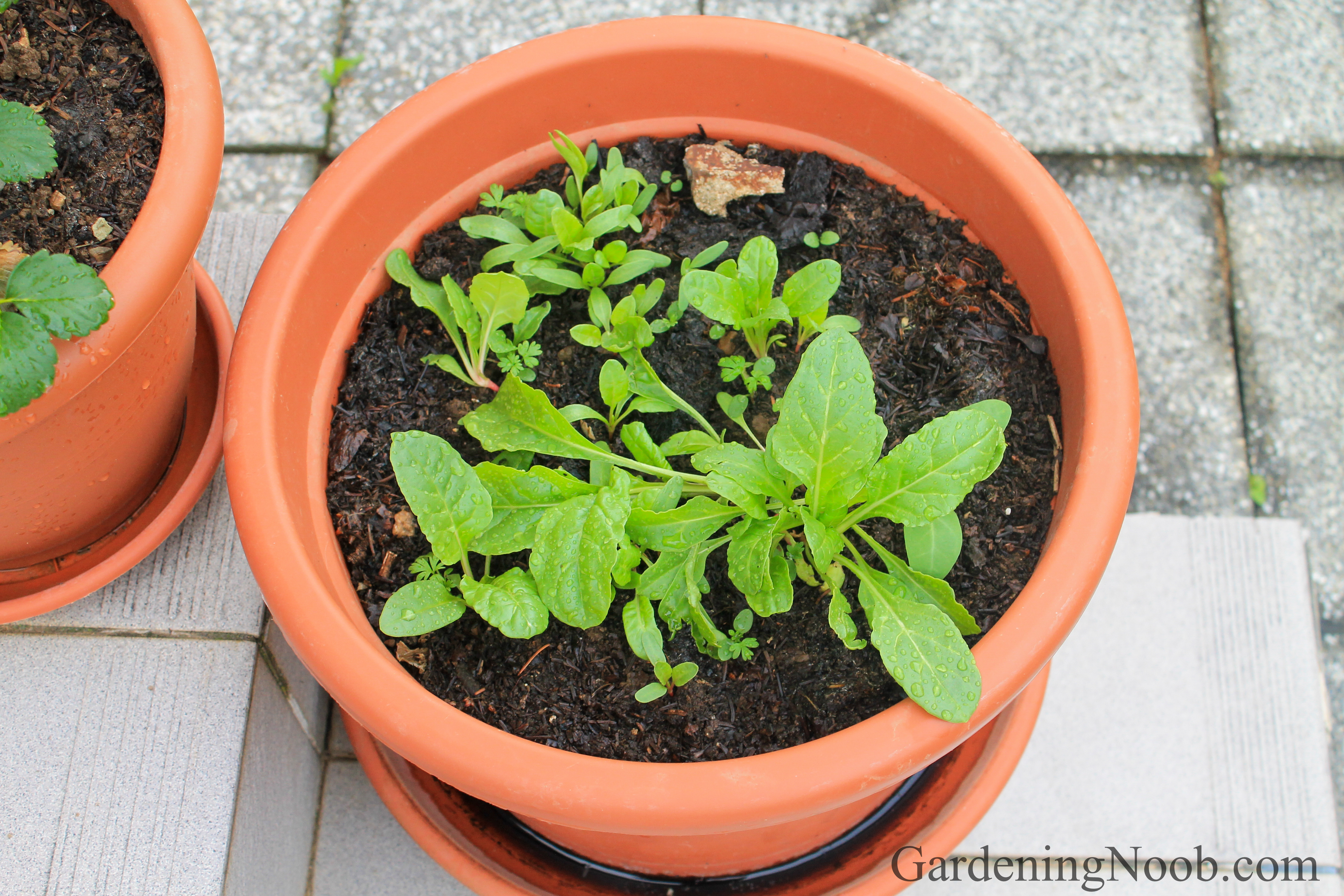 Big pot or container is a must...