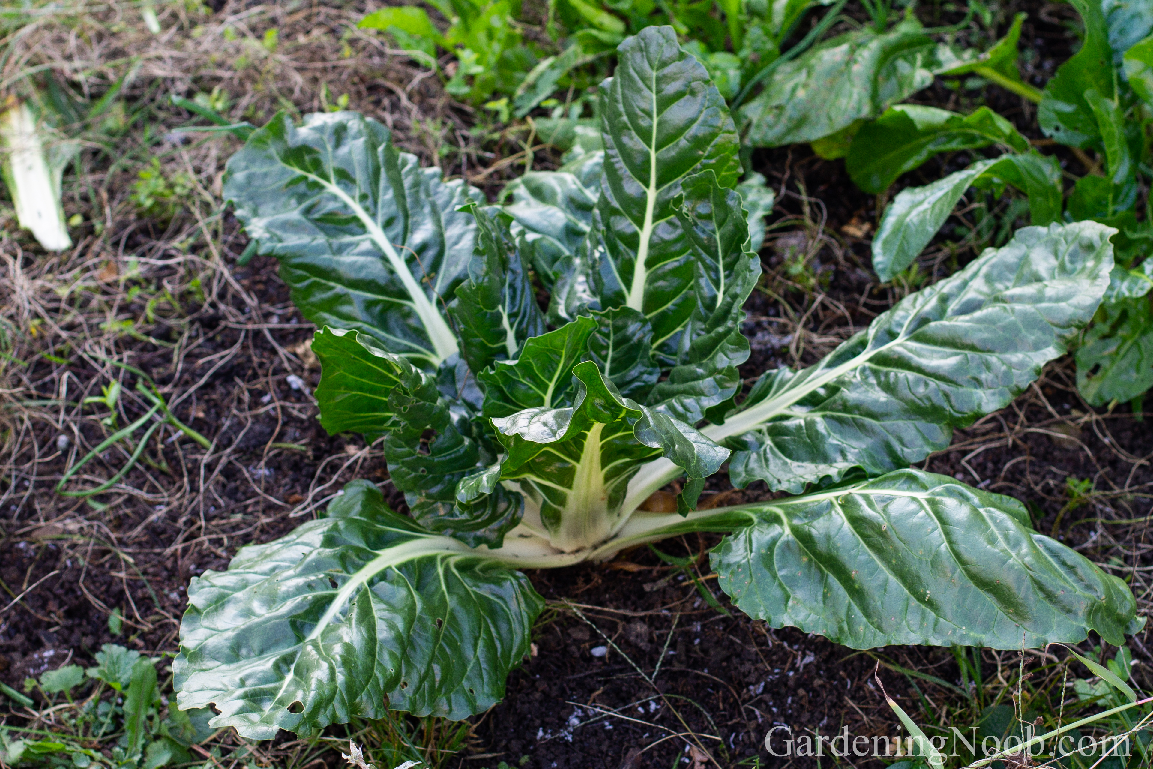 Chard in autumn.