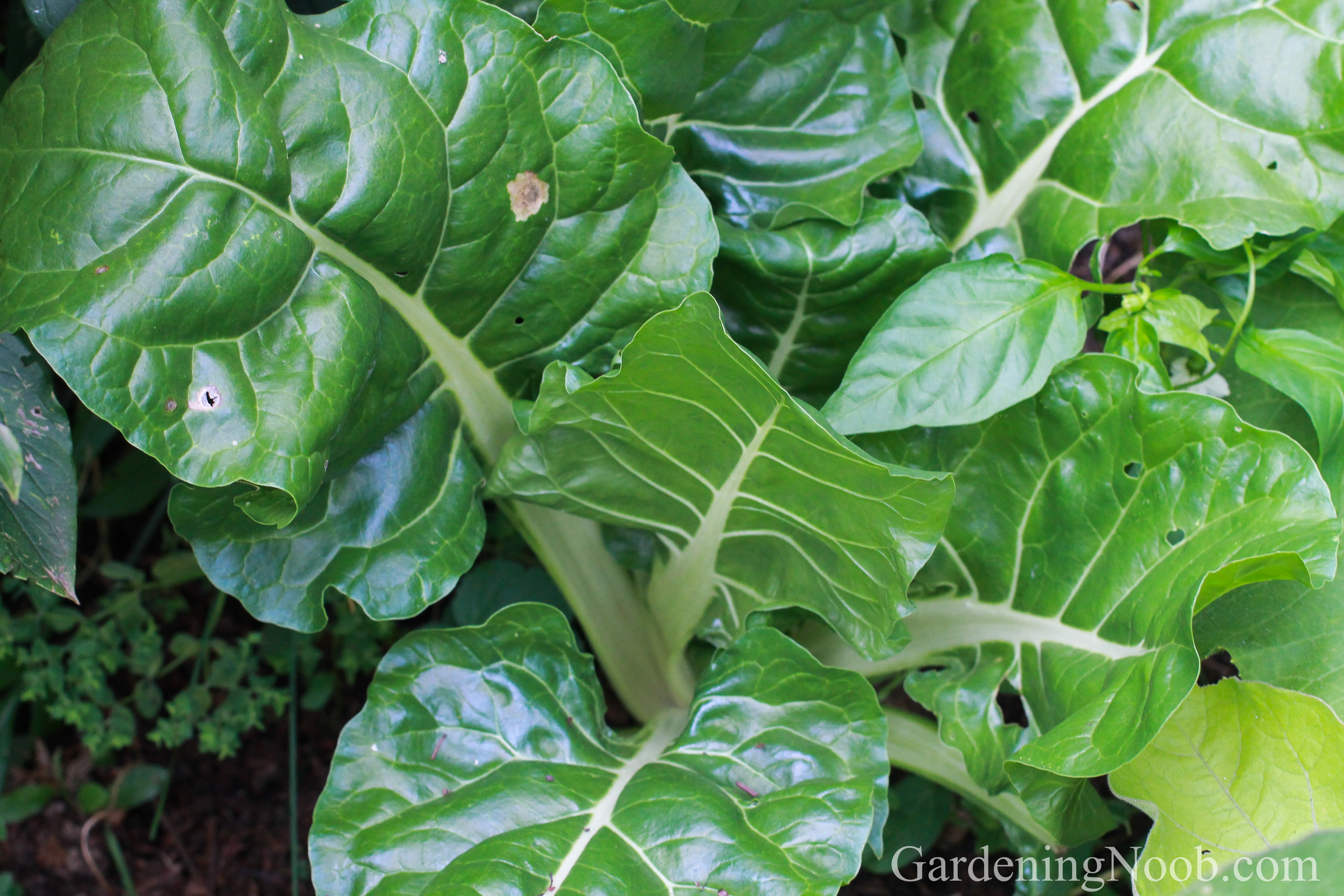 Mature chard plant.