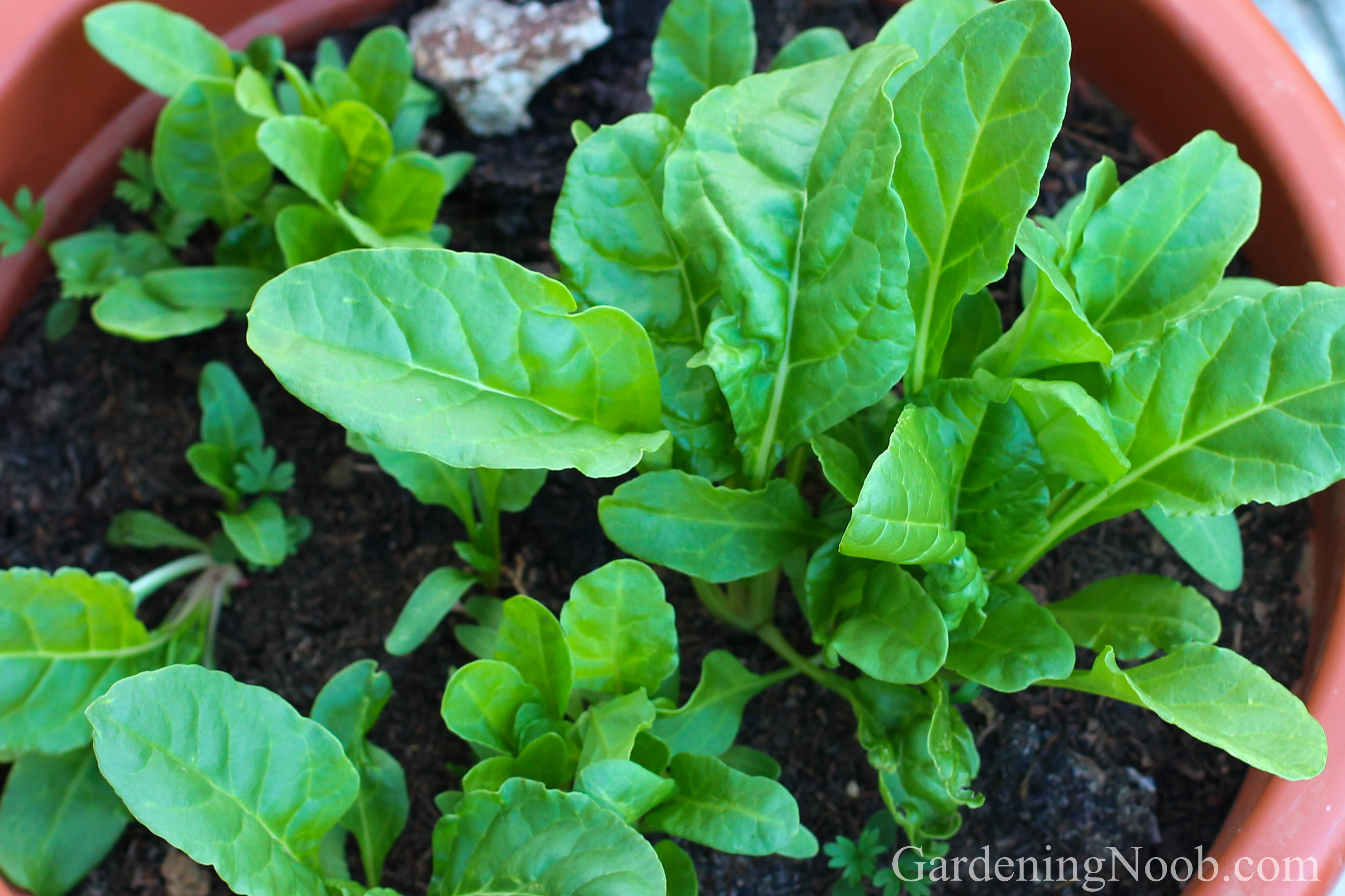 Overcrowded chard growing in a pot.