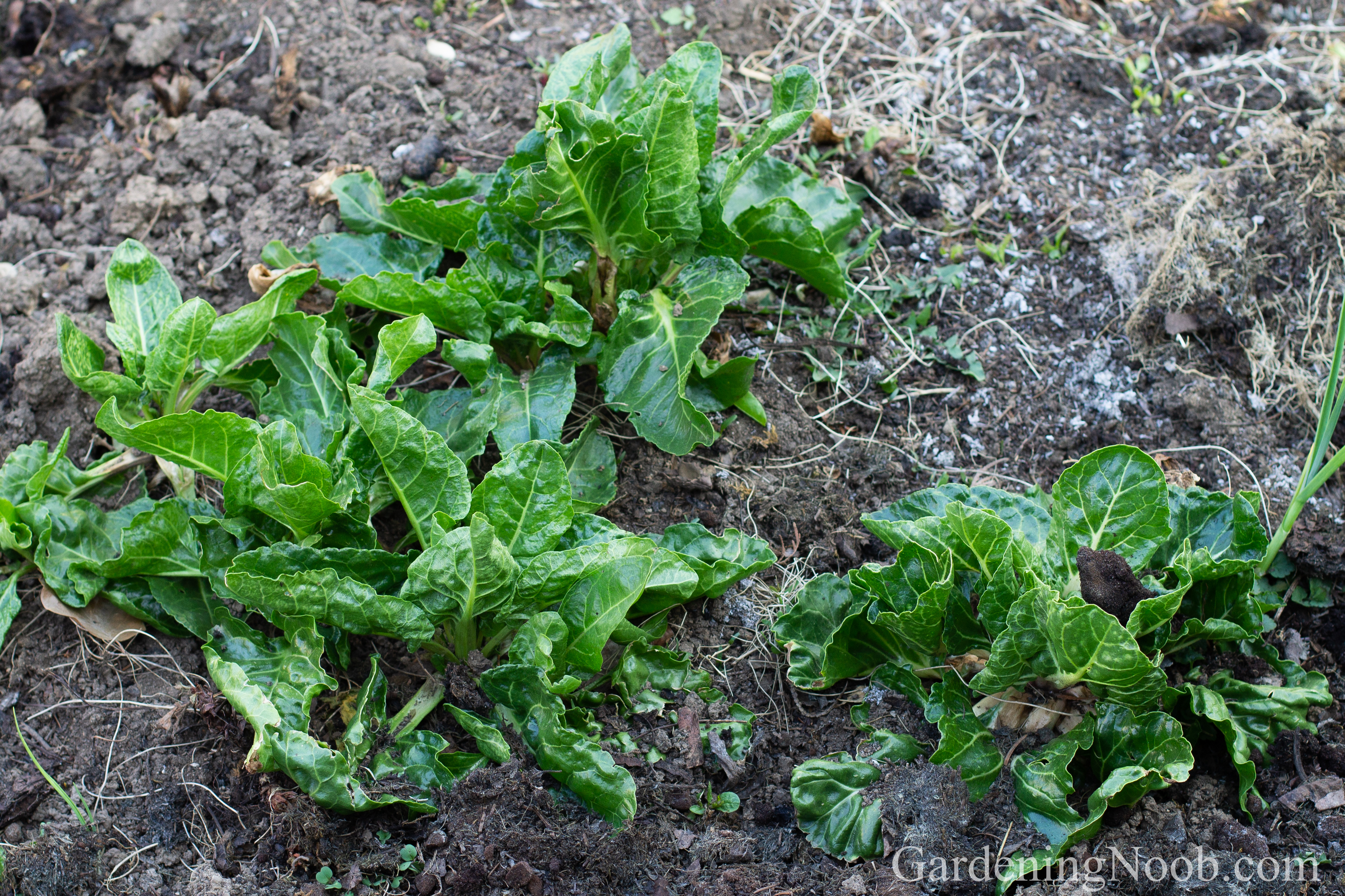 Overwintered chard plants