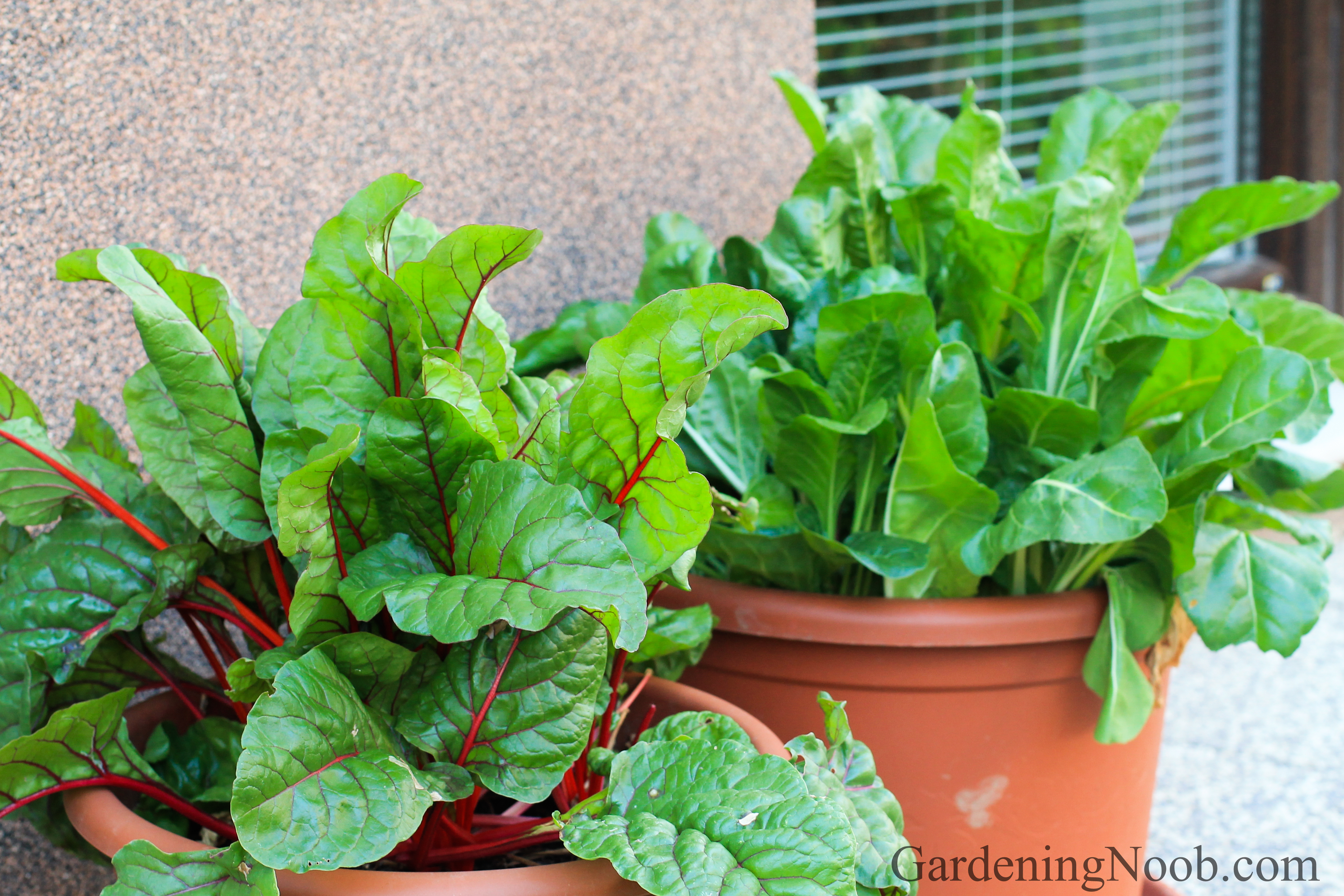 Chard is edible as well as ornamental...