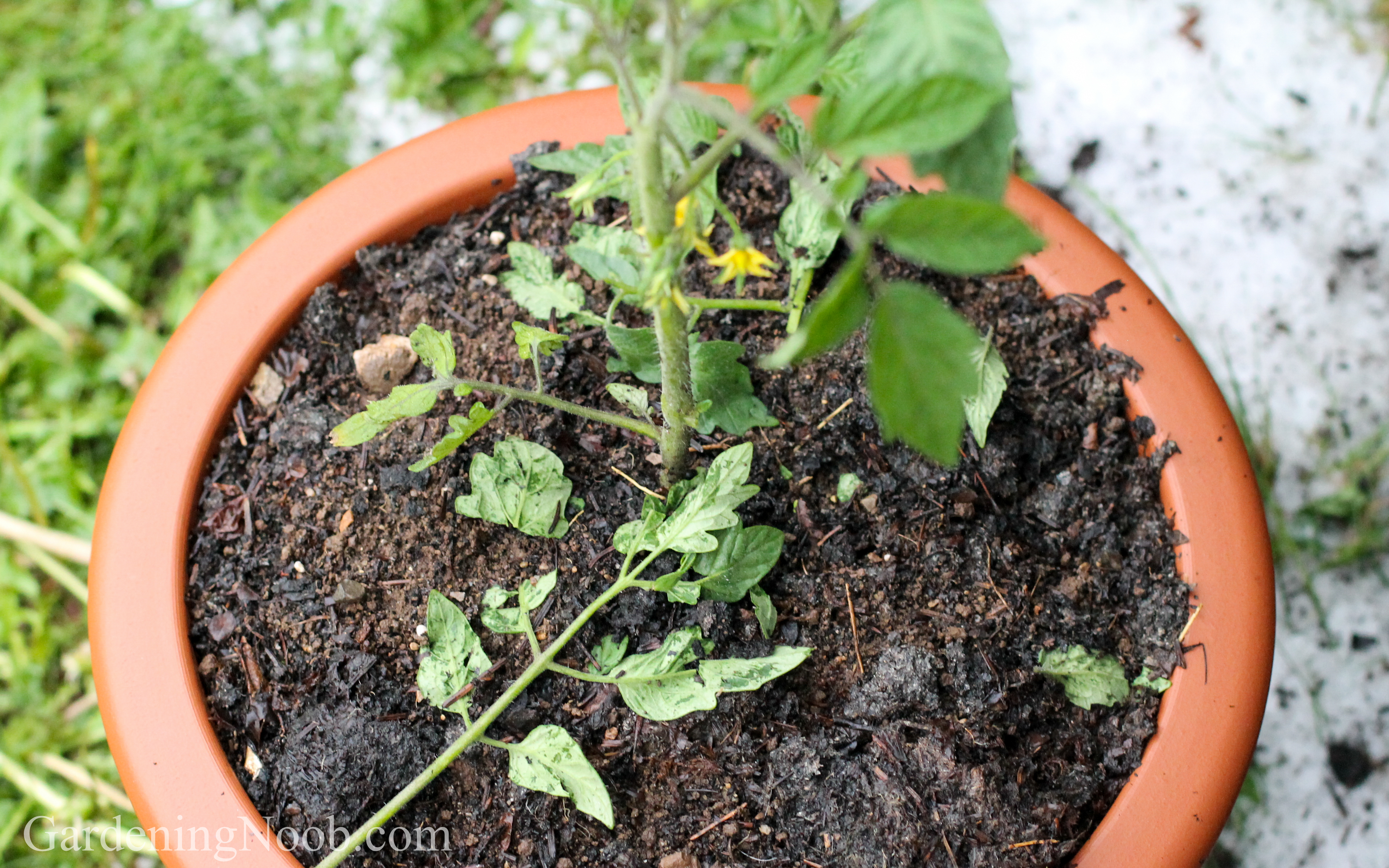 A hail-beaten tomato plant