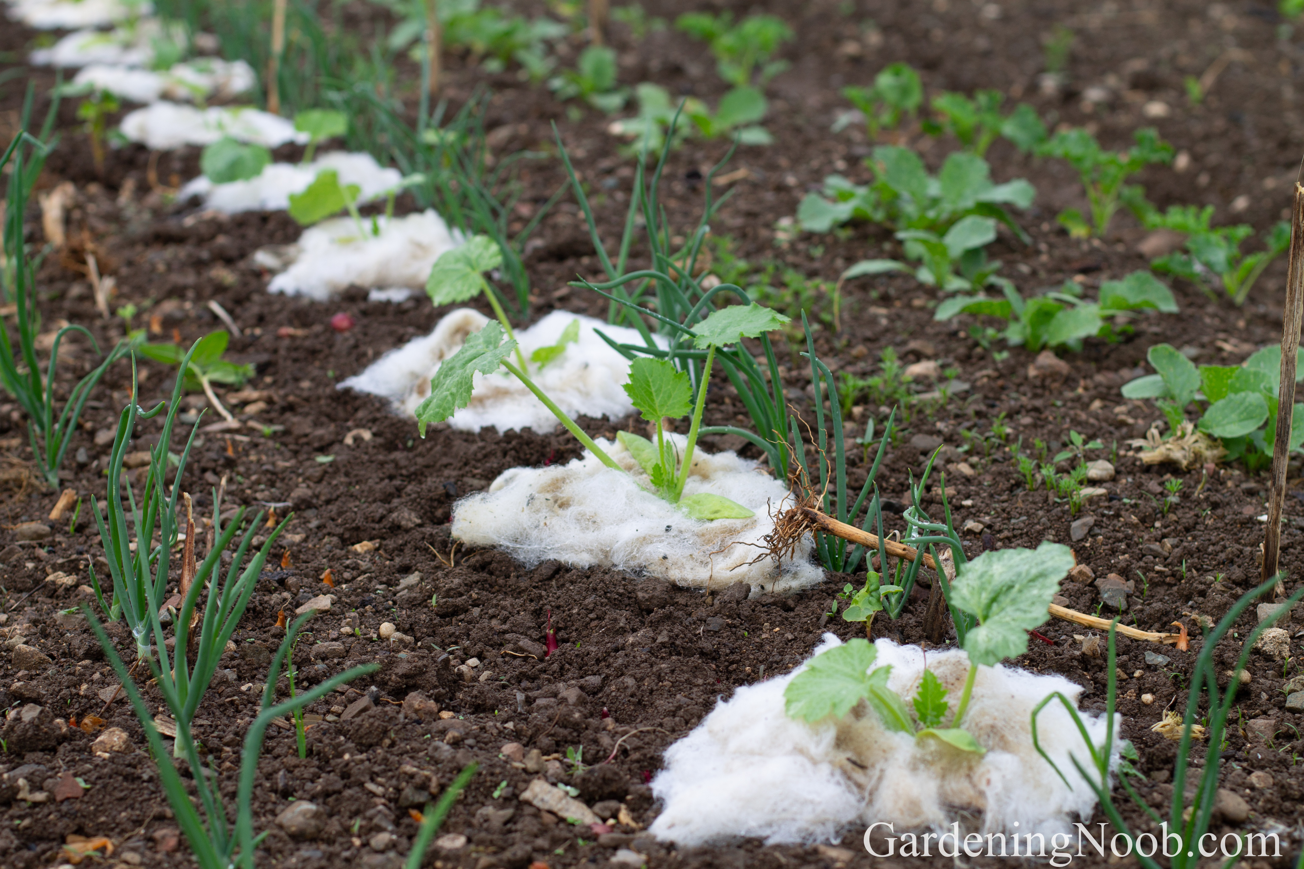 Sheep Wool In The Vegetable Garden