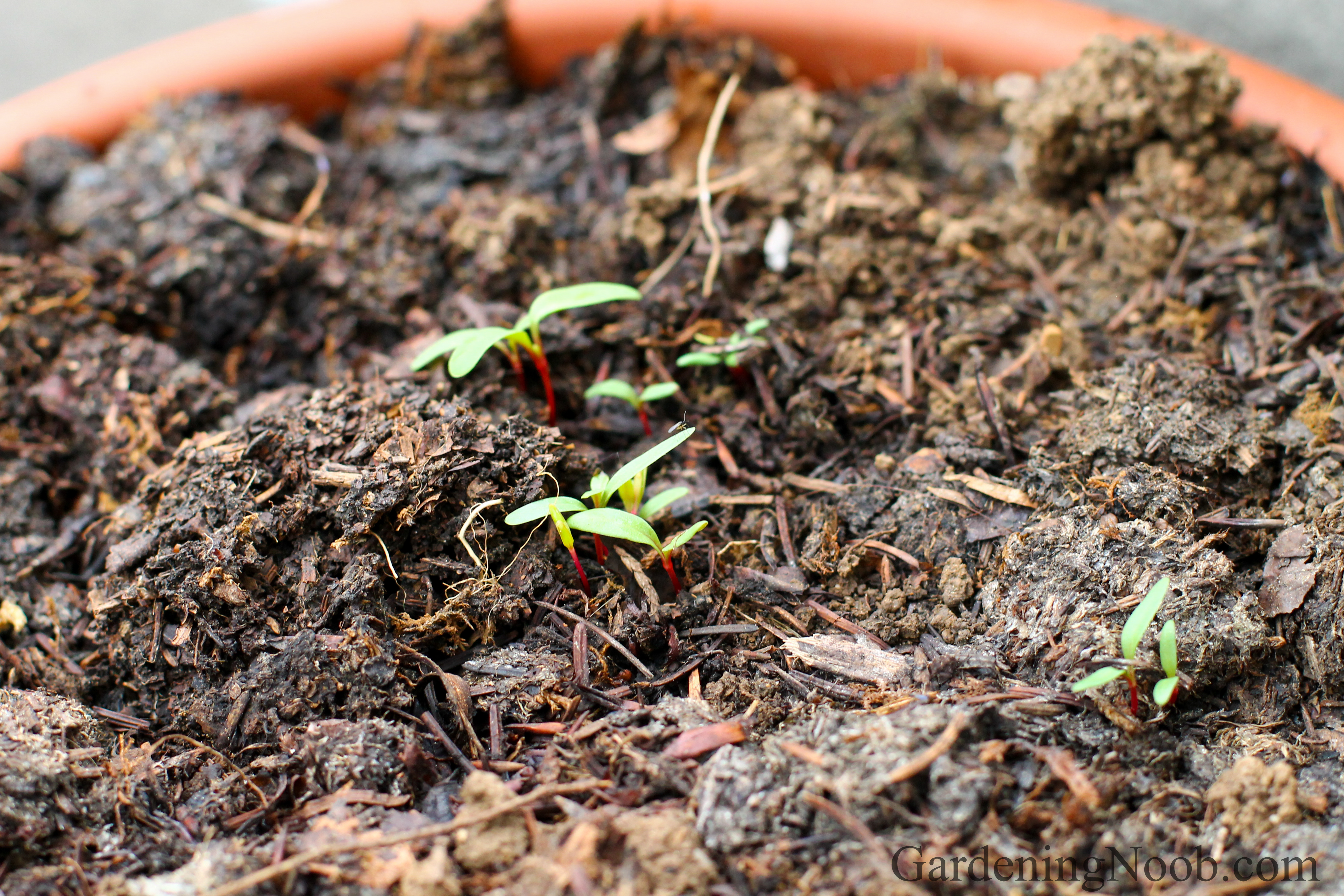 Sprouting chard in a compost-filled growing pot...