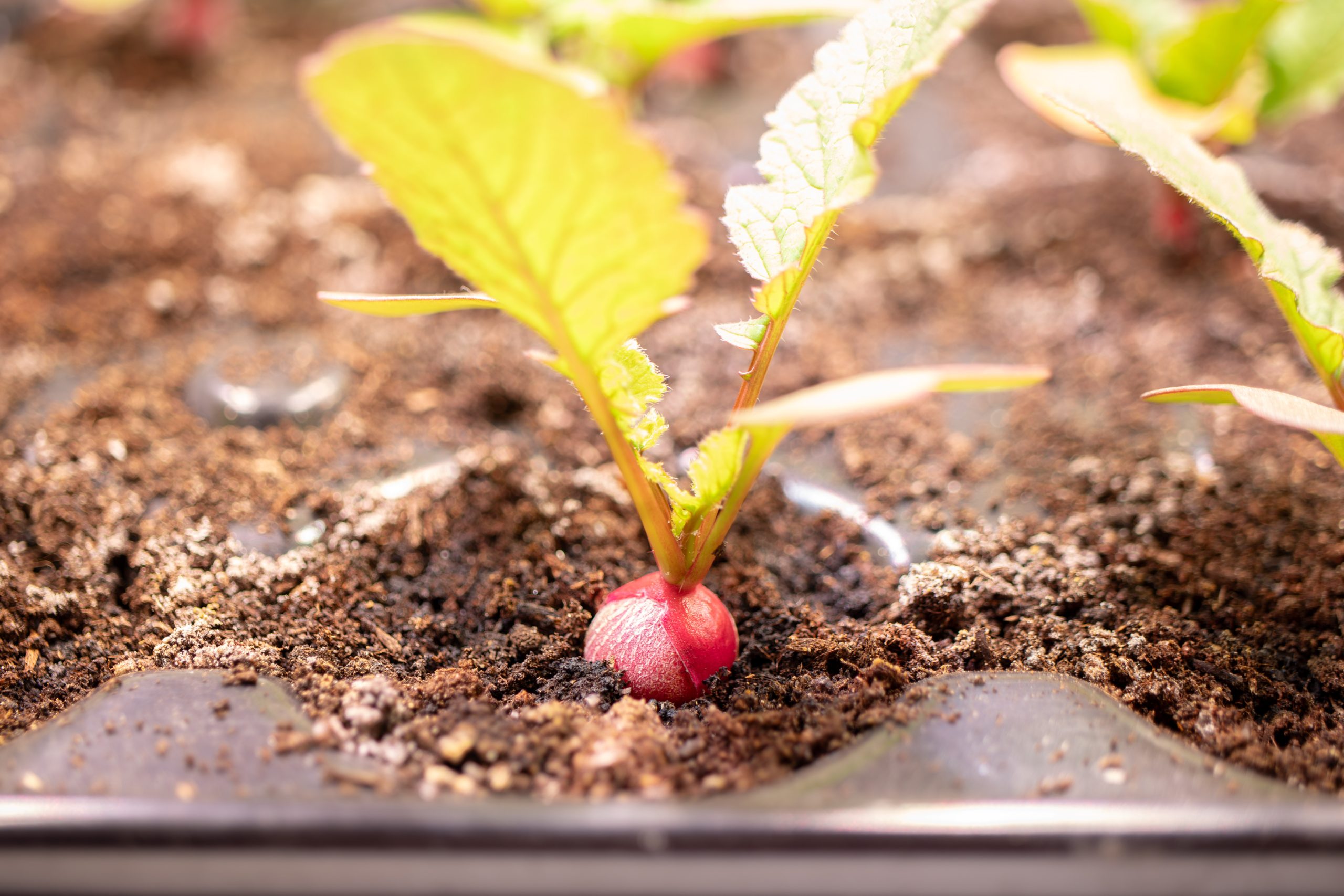 Can you grow radish from seeds indoors?