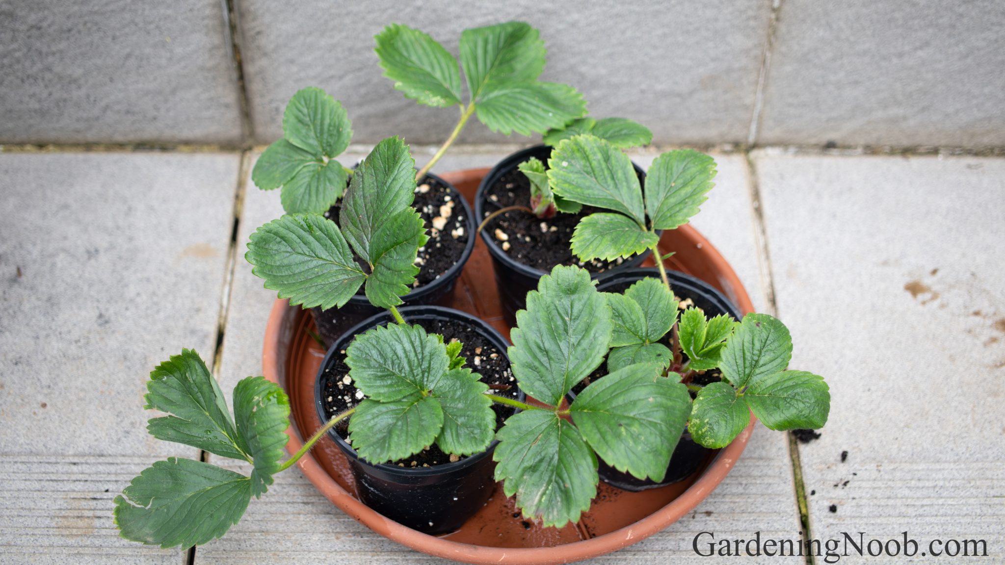 How To Propagate Strawberry Runners Into New Plants